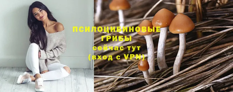 kraken ONION  Бавлы  Псилоцибиновые грибы Psilocybe 